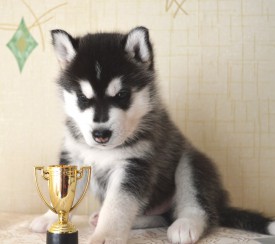 3dj-PZX6gNI.jpg (78.22 КБ, Просмотров: 3655) 3dj-PZX6gNI.jpg