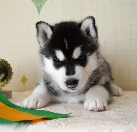 UngFieddteg.jpg (89.19 КБ, Просмотров: 3646) UngFieddteg.jpg