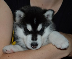 GXQ2dfpS7h4.jpg (80.28 КБ, Просмотров: 3551) GXQ2dfpS7h4.jpg