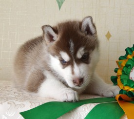 b6DrR41HrM8.jpg (92.66 КБ, Просмотров: 3555) b6DrR41HrM8.jpg