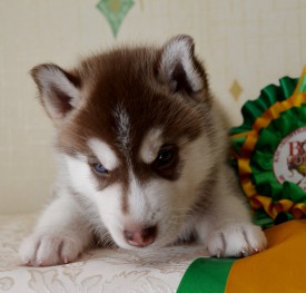 tSnw2W65mhY.jpg (86.38 КБ, Просмотров: 3646) tSnw2W65mhY.jpg