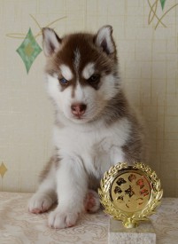 aJiwqhi500w.jpg (80.61 КБ, Просмотров: 3555) aJiwqhi500w.jpg