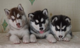 5XtXgyawhz8.jpg (61.37 КБ, Просмотров: 3550) 5XtXgyawhz8.jpg