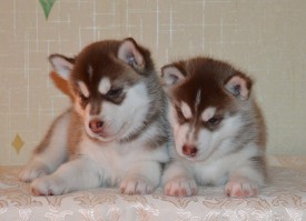 dgJadmIAIQA.jpg (78.65 КБ, Просмотров: 3551) dgJadmIAIQA.jpg