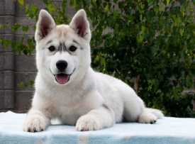 AFi-qY3rQi0.jpg (96.92 КБ, Просмотров: 2029) AFi-qY3rQi0.jpg