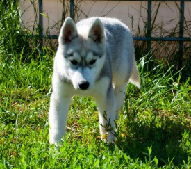 luIV5r5jnoU.jpg (124.34 КБ, Просмотров: 2029) luIV5r5jnoU.jpg