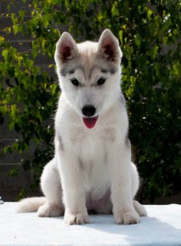 ilSx_ewEYZk.jpg (57.58 КБ, Просмотров: 2029) ilSx_ewEYZk.jpg