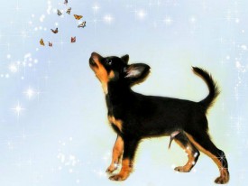 Генрик (Копировать).jpg (180.74 КБ, Просмотров: 2346) Генрик (Копировать).jpg