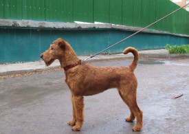 Гемма в шерсти.jpg (95.76 КБ, Просмотров: 2360) Гемма в шерсти.jpg