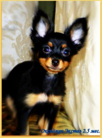 DSC01018-2 (Копировать).jpg (179.19 КБ, Просмотров: 2344) DSC01018-2 (Копировать).jpg