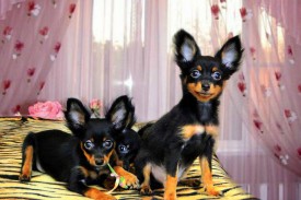 11774836_621239778017768_311399785_n.jpg (75.1 КБ, Просмотров: 2567) 11774836_621239778017768_311399785_n.jpg