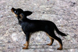 Орлетта.jpg (41.19 КБ, Просмотров: 2555) Орлетта.jpg