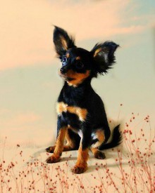 11805817_623294361145643_190166208_n.jpg (25.51 КБ, Просмотров: 2555) 11805817_623294361145643_190166208_n.jpg