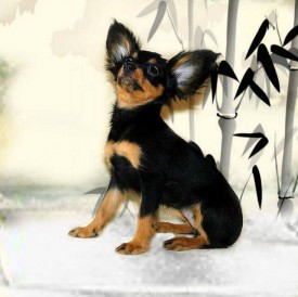 11802149_623294381145641_2077340641_n.jpg (42.77 КБ, Просмотров: 2663) 11802149_623294381145641_2077340641_n.jpg