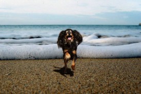 Изя на байкале.jpg (73.95 КБ, Просмотров: 2332) Изя на байкале.jpg