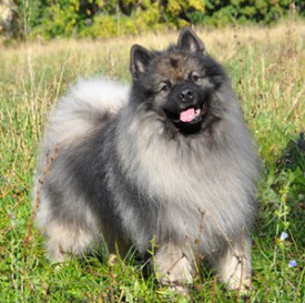 Lord.Sumbarsky.Pramen.s.small.jpg (101.43 КБ, Просмотров: 3571) Lord.Sumbarsky.Pramen.s.small.jpg