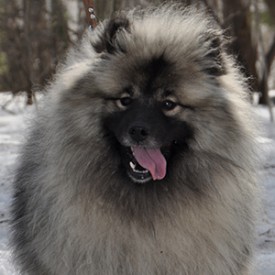 Show.p.small.jpg (98.61 КБ, Просмотров: 3575) Show.p.small.jpg