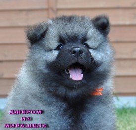 Джером из Мирашела.45д.3.jpg (213.89 КБ, Просмотров: 3566) Джером из Мирашела.45д.3.jpg