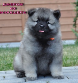 Джером из Мирашела.45д.2.jpg (206.8 КБ, Просмотров: 3571) Джером из Мирашела.45д.2.jpg