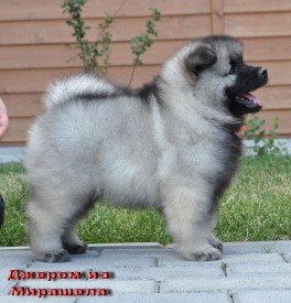 Джером из Мирашела.45д.1.jpg (295.73 КБ, Просмотров: 3571) Джером из Мирашела.45д.1.jpg