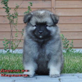 Дарелл из Мирашела.45д.3.jpg (229.68 КБ, Просмотров: 3571) Дарелл из Мирашела.45д.3.jpg