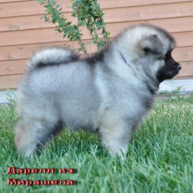 Дарелл из Мирашела.45д.4.jpg (247.34 КБ, Просмотров: 3567) Дарелл из Мирашела.45д.4.jpg