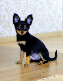 DSC01034-1 (Копировать).jpg (239.25 КБ, Просмотров: 2634) DSC01034-1 (Копировать).jpg