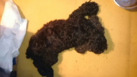 IMG-20150820-WA0002.jpg (100.75 КБ, Просмотров: 2235) IMG-20150820-WA0002.jpg