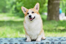 11107173_700287160100487_2342385404331627261_n.jpg (62.59 КБ, Просмотров: 4808) 11107173_700287160100487_2342385404331627261_n.jpg