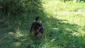 Золотистая 2.jpg (261.32 КБ, Просмотров: 2956) Золотистая 2.jpg