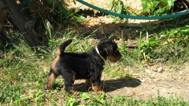 Золотистая 1.jpg (287.81 КБ, Просмотров: 2488) Золотистая 1.jpg