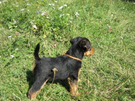 Коричневый 2.jpg (343.83 КБ, Просмотров: 2946) Коричневый 2.jpg