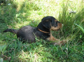 Коричневый 1.jpg (270.19 КБ, Просмотров: 2875) Коричневый 1.jpg