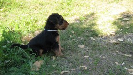 Белый 2.jpg (236.22 КБ, Просмотров: 2946) Белый 2.jpg