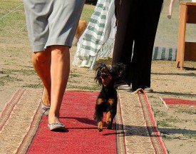 4 (Копировать).jpg (576.87 КБ, Просмотров: 2495) 4 (Копировать).jpg