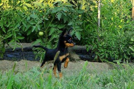 оксик (Копировать).jpg (508.22 КБ, Просмотров: 2603) оксик (Копировать).jpg