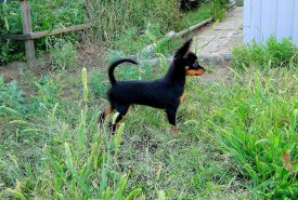 Окси (Копировать).jpg (742.7 КБ, Просмотров: 2601) Окси (Копировать).jpg