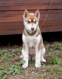 image.jpg (240.41 КБ, Просмотров: 1418) image.jpg