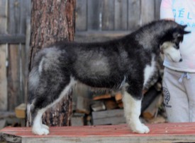 image.jpg (214.92 КБ, Просмотров: 1418) image.jpg