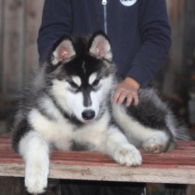 image.jpg (216.52 КБ, Просмотров: 1415) image.jpg