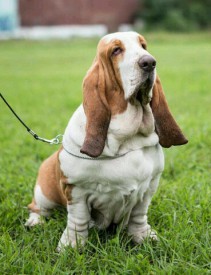 image (5).jpg (53.47 КБ, Просмотров: 1891) image (5).jpg