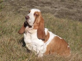 image (6).jpg (65.73 КБ, Просмотров: 1891) image (6).jpg