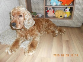 2.jpg (70.76 КБ, Просмотров: 1919) 2.jpg