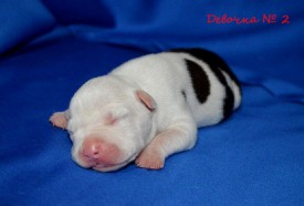 UX7AOd639f8.jpg (77.69 КБ, Просмотров: 1871) UX7AOd639f8.jpg