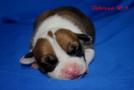 7Gjgtol_5hk.jpg (86.71 КБ, Просмотров: 1717) 7Gjgtol_5hk.jpg