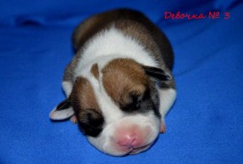 qcQyZSOq5WU.jpg (89.67 КБ, Просмотров: 1871) qcQyZSOq5WU.jpg