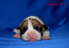 tKzBL-HSSCg.jpg (74.13 КБ, Просмотров: 1871) tKzBL-HSSCg.jpg