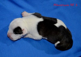 7IDuaN1K1nU.jpg (95.16 КБ, Просмотров: 1928) 7IDuaN1K1nU.jpg