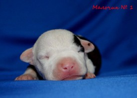 eB35oI2UlAk.jpg (64.71 КБ, Просмотров: 1931) eB35oI2UlAk.jpg