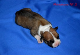 od97cDJchII.jpg (101.92 КБ, Просмотров: 1871) od97cDJchII.jpg